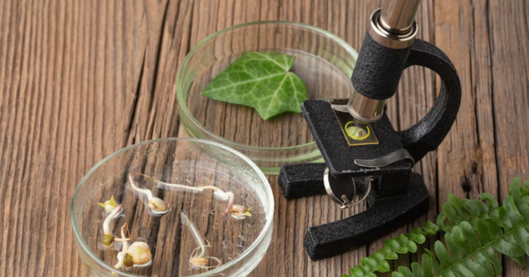 herbciepscam