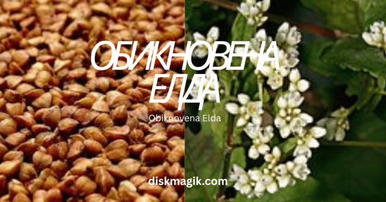 Obiknovena Elda