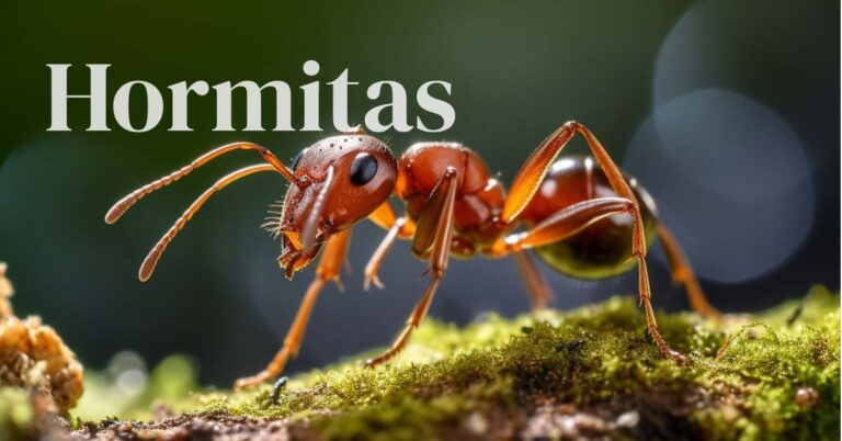 Hormitas